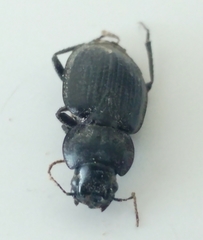 Licinus
