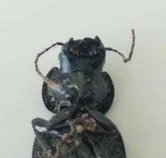 Licinus