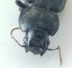 Licinus