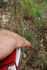 Festuca valesiaca