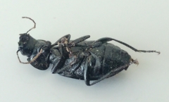 Licinus