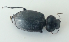 Licinus