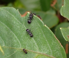 Pristomyrmex