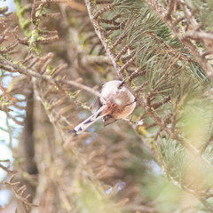 Aegithalos caudatus