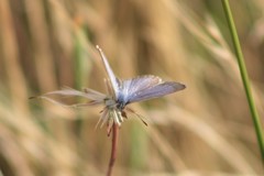 Zizina otis labradus