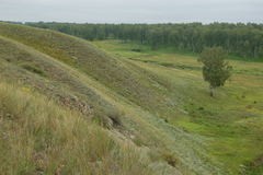 Cleistogenes squarrosa