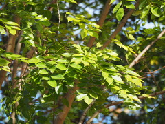 Pterocarpus indicus