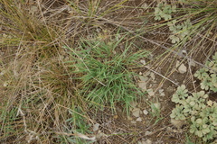 Cleistogenes squarrosa