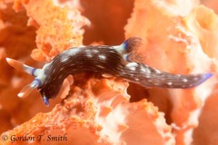 Nembrotha