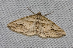 Syneora fractata