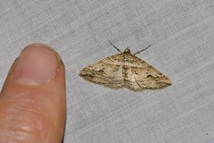 Syneora fractata