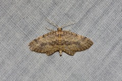 Poecilasthena scoliota