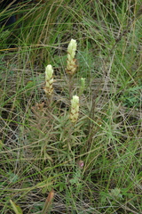 Castilleja pallida