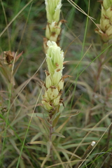 Castilleja pallida