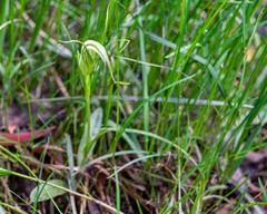 Pterostylis falcata