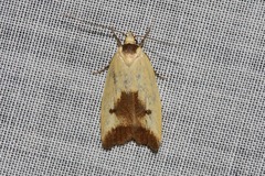 Ageletha hemiteles