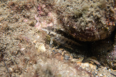 Parapercis australis