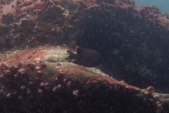 Plectroglyphidodon apicalis