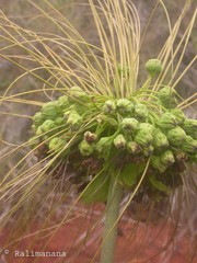 Tacca leontopetaloides