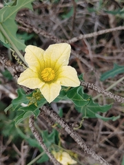 Coccinia sessilifolia sessilifolia