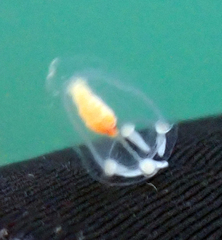 Euphysa