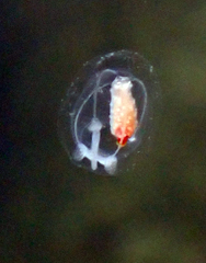 Euphysa