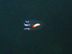 Euphysa