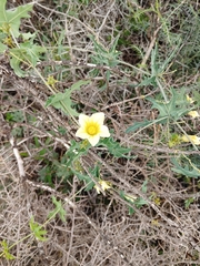 Coccinia sessilifolia sessilifolia
