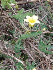 Coccinia sessilifolia sessilifolia