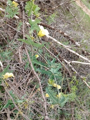 Coccinia sessilifolia sessilifolia
