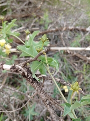 Coccinia sessilifolia sessilifolia