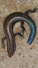 Plestiodon callicephalus