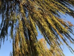 Salix × sepulcralis