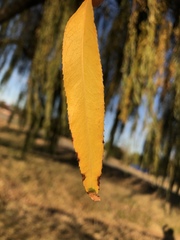 Salix × sepulcralis