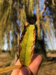 Salix × sepulcralis