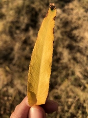 Salix × sepulcralis