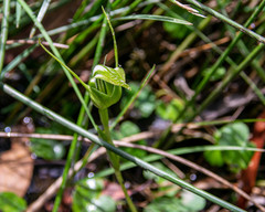 Pterostylis falcata