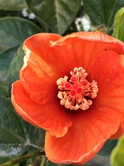 Hibiscus rosa-sinensis