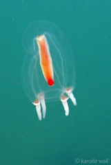 Euphysa