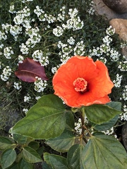 Hibiscus rosa-sinensis