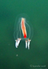 Euphysa