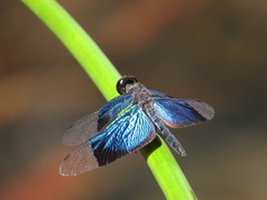 Rhyothemis resplendens
