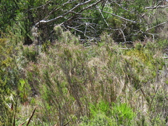 Pseudopentameris macrantha