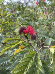 Calliandra haematocephala
