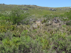 Pseudopentameris macrantha