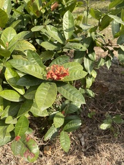 Ixora