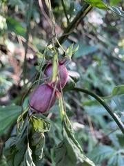 Cyclocodon lancifolius