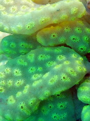 Botrylloides perspicuus