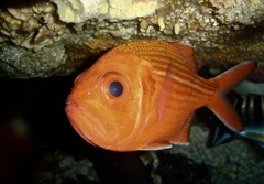 Bight Redfish photo 2
