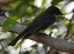 Rhipidura rufiventris